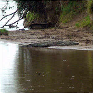 Kenya Tours