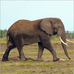 Tanzania Tours