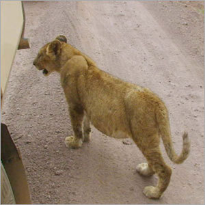 Sawai Madhopur Tours