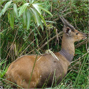 Wildlife Adventure Tour
