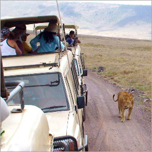Wildlife Excursions