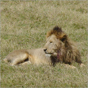 Wildlife Tourism