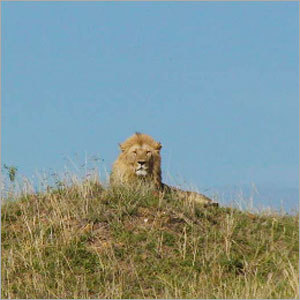 Wildlife Tour Packages