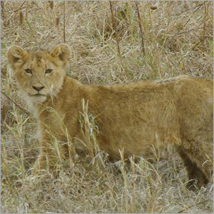 Wildlife Tour