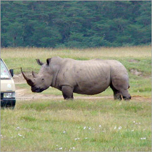 Jungle Safari