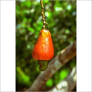Raw Cashew Nuts