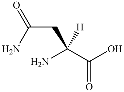 Amino Acid