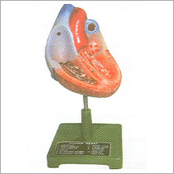 Biological Model