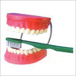 Dental Care Model