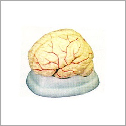 Brain Arteries Model