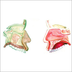 Anatomical Nasal Cavity Model