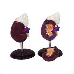 Human Kidney Model