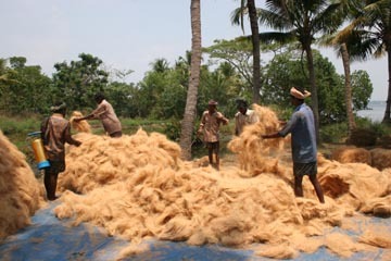 Coconut Coir Fibre