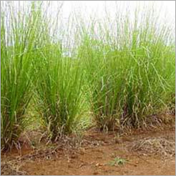 Vetiver Oil (South India)