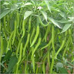 Green Chillies