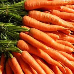 Fresh Carrot