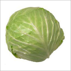 Cabbage