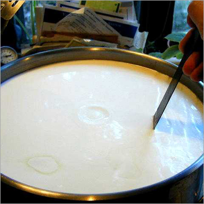 Curd