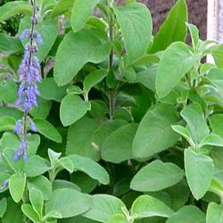 Coleus Forskohlii