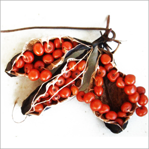 Gloriosa Superba Seeds