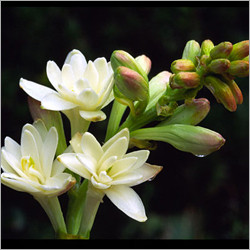 Tuberose Flower