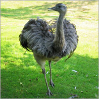 Emu