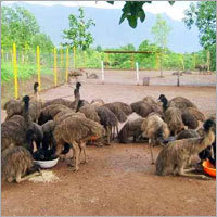 Emu Birds