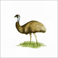 Emu Birds