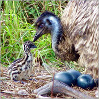 EMU Nest