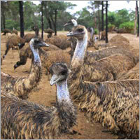 EMU Birds Male Female