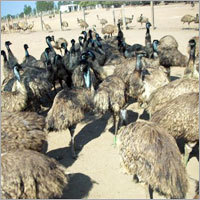 EMU Bird Meat