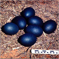 EMU Nest