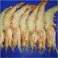 Prawns