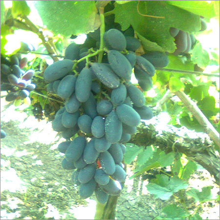 Green Grapes
