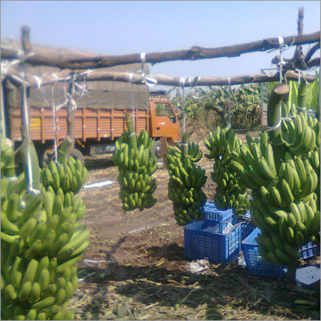 Fresh Banana Green