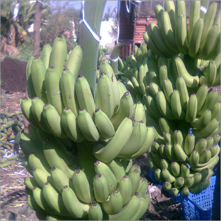 Green Bananas - Bunches Up to 100 lbs, Green Color | Unripe Fruit, Versatile Use, Nutrient-Rich, Good Source of Fiber