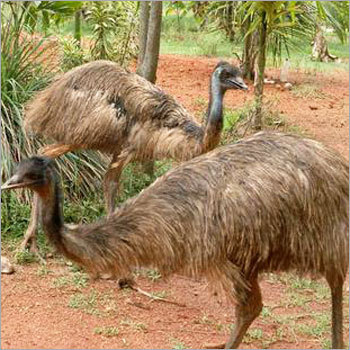 Emus Meat