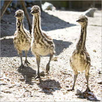 Emu Chicks