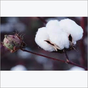 Raw Cotton