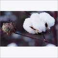 Raw Cotton