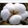 Cotton Shankar