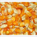 Maize