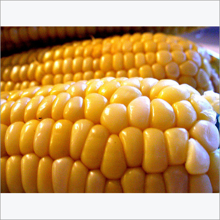 Indian Yellow Maize