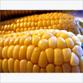 Indian Yellow Maize