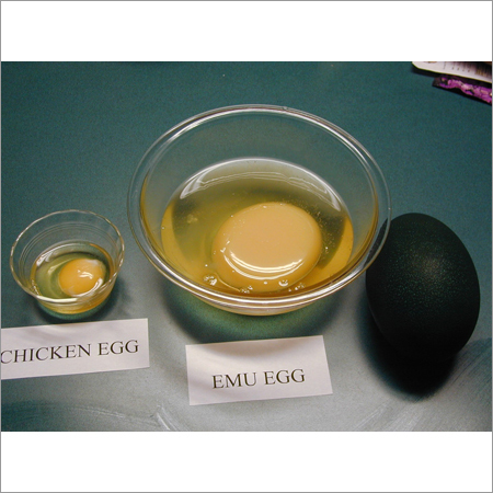 Emu Chicken Egg