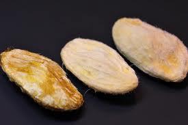mango seeds