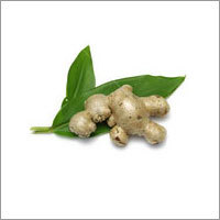 Ginger
