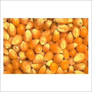 Yellow Maize