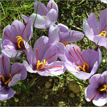 Saffron Flower