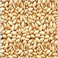 Sesame Seeds